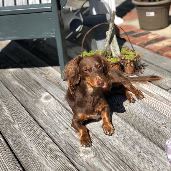 Meet your Posher, Sharon - Picture 1 of 1